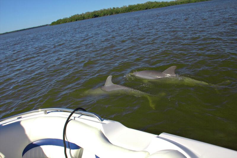 Delphine auf Bootstour von Cape Coral nach Cabbage Key
